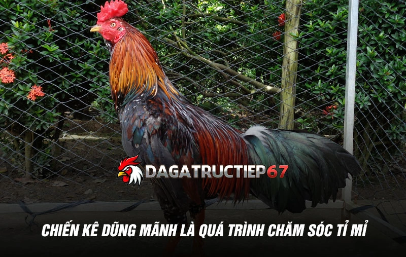 Một chiến kê dũng mãnh là kết quả của quá trình chăm sóc tỉ mỉ