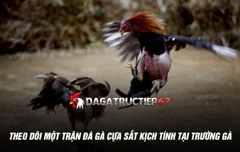 Theo dõi một trận đá gà cựa sắt kịch tính tại trường gà