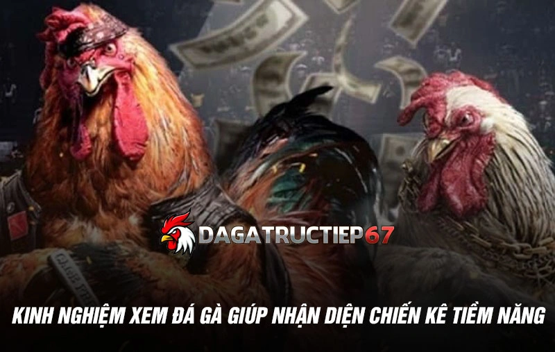 Kinh nghiệm xem đá gà giúp nhận diện chiến kê tiềm năng