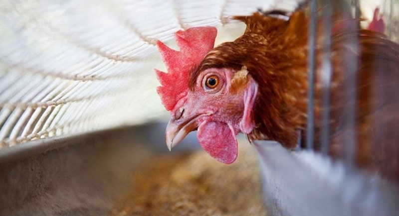 Xây dựng nguồn dinh dưỡng hợp lý là cách nuôi gà đá cựa sắt quan trọng