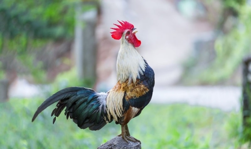 Cách chăm sóc gà sau trận đấu giúp chiến kê hồi phục nhanh