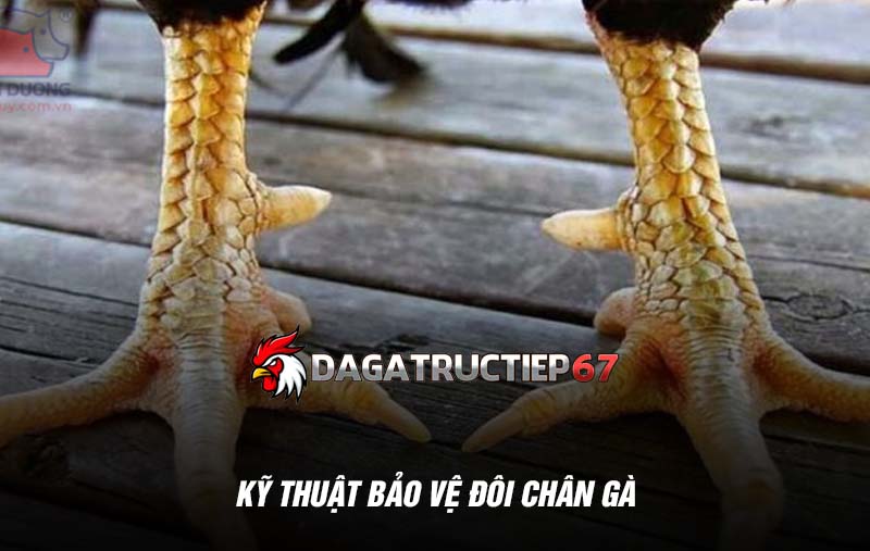 Kỹ thuật bảo vệ đôi chân gà